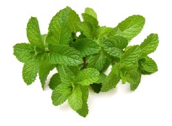 shutterstock_231667363